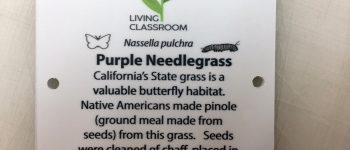 Purple Needlegrass